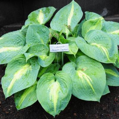 Hosta 'Lakeside Beach Captain'